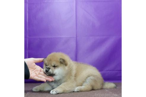 成約済の愛知県の柴犬-369664の3枚目